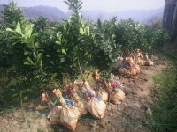 文旦苗.红心葡萄蜜柚苗.三红心蜜柚等