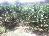 文旦苗.红心葡萄蜜柚苗.三红心蜜柚等