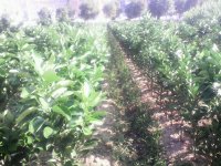 文旦苗.红心葡萄蜜柚苗.三红心蜜柚等