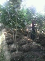 文旦苗.红心葡萄蜜柚苗.三红心蜜柚