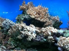 海珊瑚看珊瑚