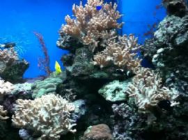 海珊瑚看珊瑚