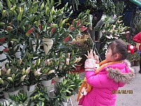 逛花市