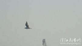 周末海上拍海鸥，欢迎围观啦~~