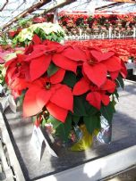一品红—圣诞节最受欢迎的圣诞花，摆几盆过圣诞吧