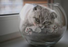 超萌的动物摄影，总有一张与你心心相印