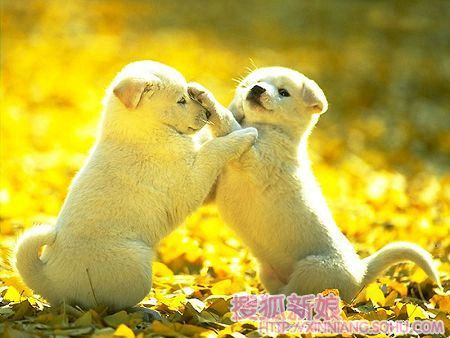 最新极品老婆的就职报告1