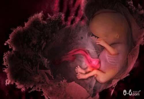 胎儿在子宫内发育的各周形象_胎儿发育_怀孕
