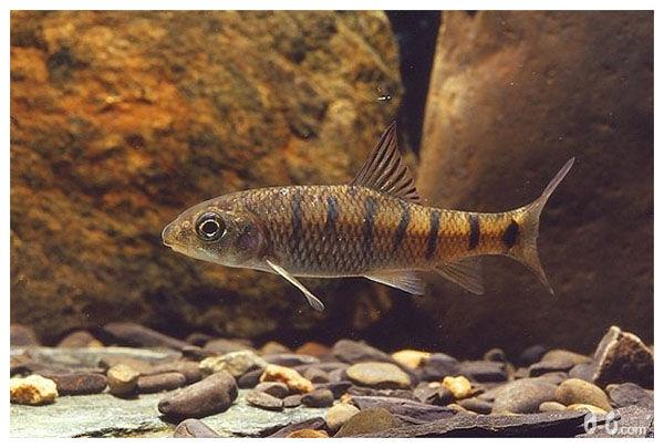 孕妇吃鱼有技巧