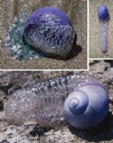 有哪些罕见的奇特紫色动物？