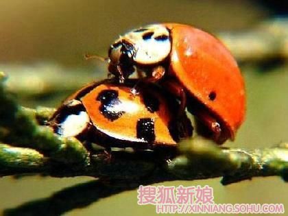 全体动物的征婚启示1