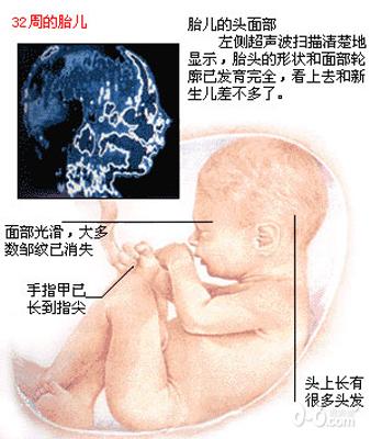 男胎儿/女胎儿生长发育图