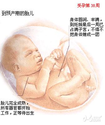 男胎儿/女胎儿生长发育图