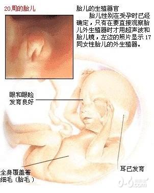 怀孕五个月胎儿图
