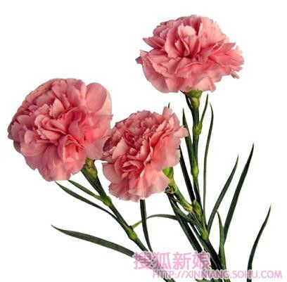 婚礼用花学问大5