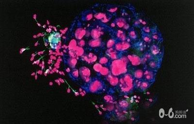 图文详解精子变胎儿的全过程