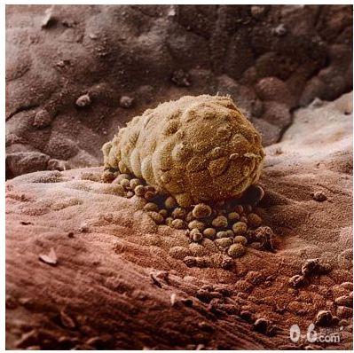 图文详解精子变胎儿的全过程