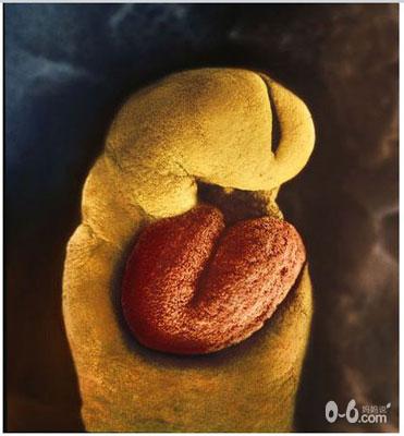 图文详解精子变胎儿的全过程