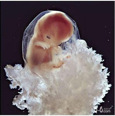 图文详解精子变胎儿的全过程