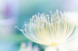 美丽的花朵摄影