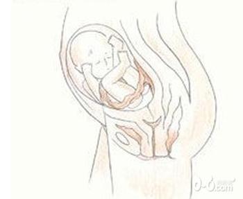 怀孕后七个月的b超图