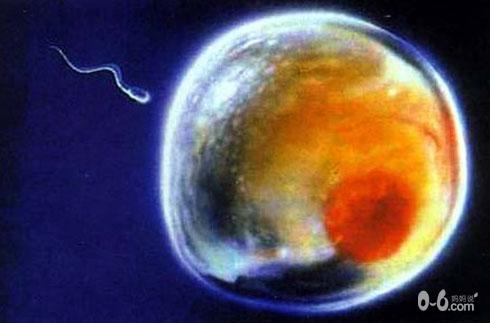 图解人体受精及胚胎发育过程