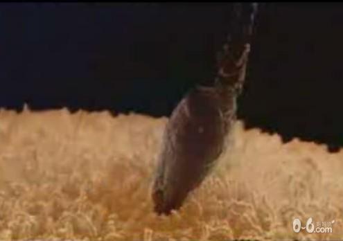 图解人体受精及胚胎发育过程