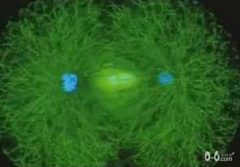 图解人体受精及胚胎发育过程_胎儿发育_怀孕