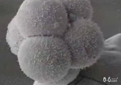 图解人体受精及胚胎发育过程