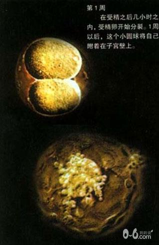 图解人体受精及胚胎发育过程_胎儿发育_怀孕