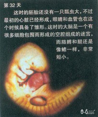 图解人体受精及胚胎发育过程_胎儿发育_怀孕