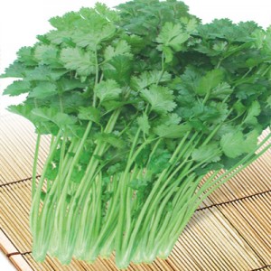芫荽