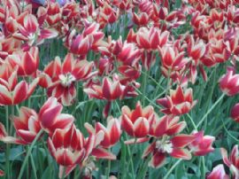 三月，春暖花开