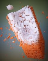 【微观看世界】Boolean 动物标本摄影