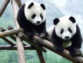 迪士尼要为四川大熊猫种120万棵树