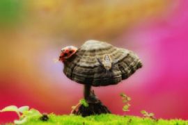 Tustel ICO 创意昆虫微距摄影