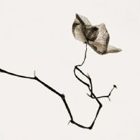 Busters Notate摄影r：花与叶的缠绵