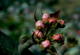 孕期不宜吃的水果蔬菜