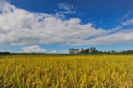 在希望的田野上