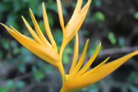 中澳南三公花魁争艳 公子桥约会红花仙子