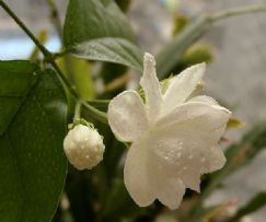 卡片机也有春天……好一朵茉莉花