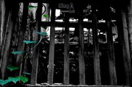 寂寞是一种残酷的美