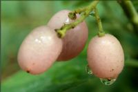 跟着遂溪的摄友拍微距