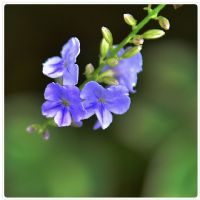 家花野花还是我的花好