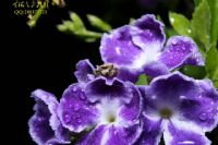 微距 湛江花的世界