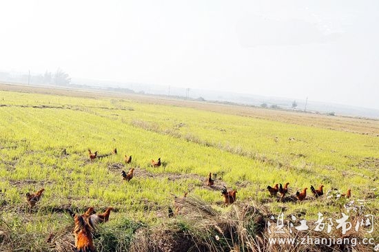 雷州农民利用空闲农田原生态养鸡赚钱_湛江新