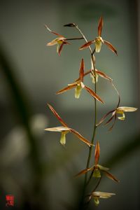 ………王者之香………