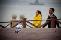 ………陆号公馆旁………