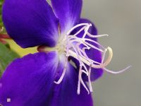 原来是“巴西野牡丹”！