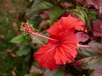 公园里的花，卡片机也有春天哦